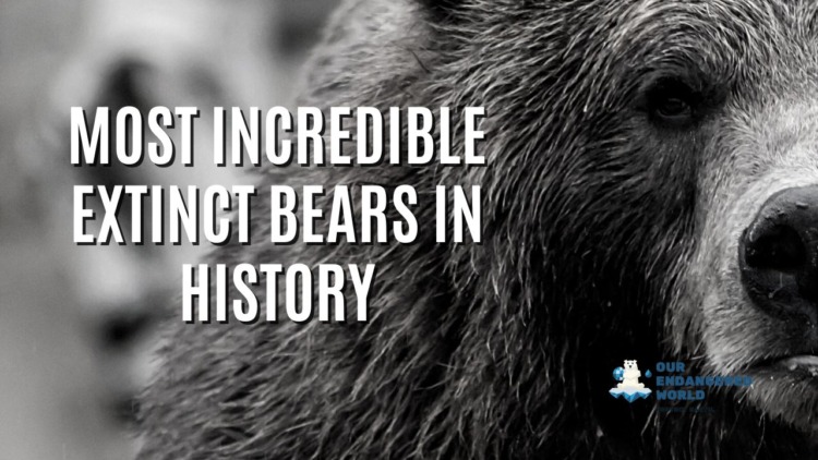 Most Incredible Extinct Bears In History