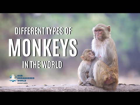 Different Types of Monkeys in the World