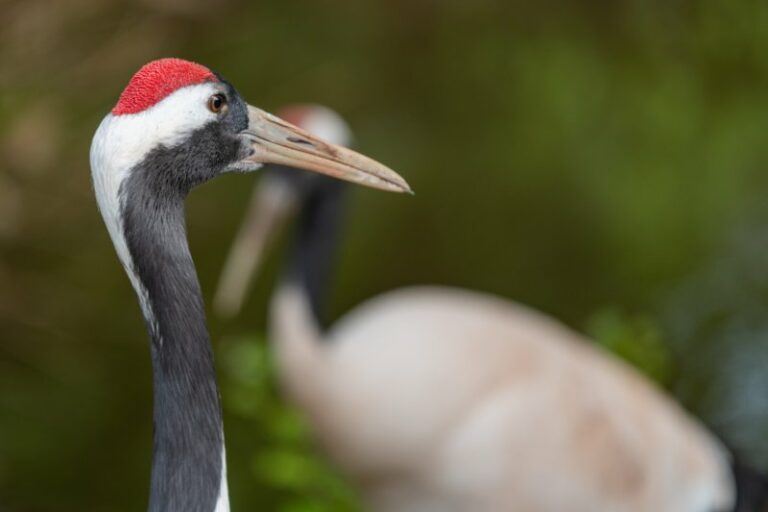 Red-Crowned Crane: Is This An Endangered Species?