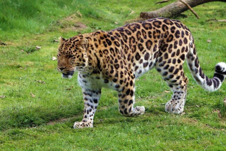 Amur Leopard: Why is it Endangered?