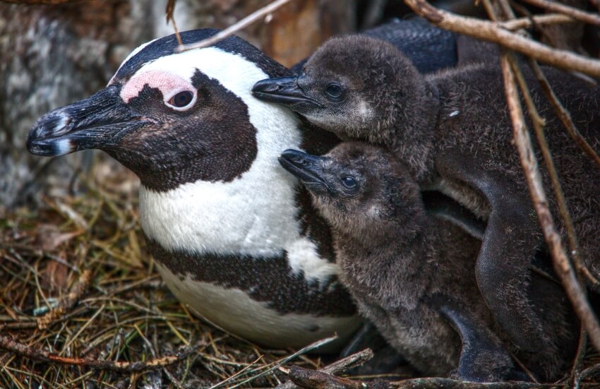 African Penguin with Penguin Chicks