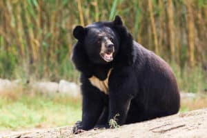 Asiatic Black Bear