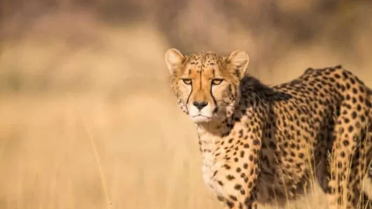 The Ann van Dyk Cheetah Centre