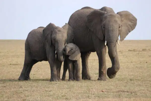 International Elephant Foundation