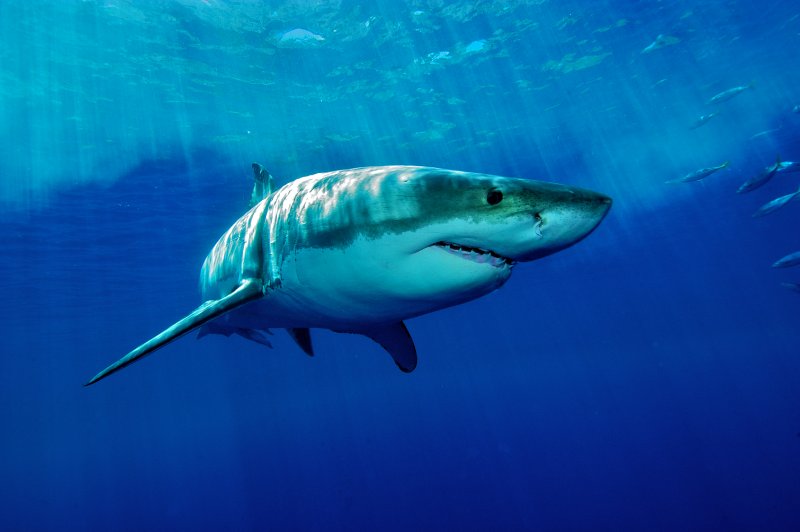 white Shark / Great white shark in the deep blue water