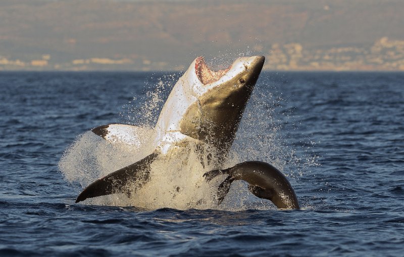 Great White Shark above water surface