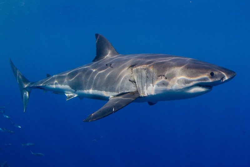 Great white shark in ocean