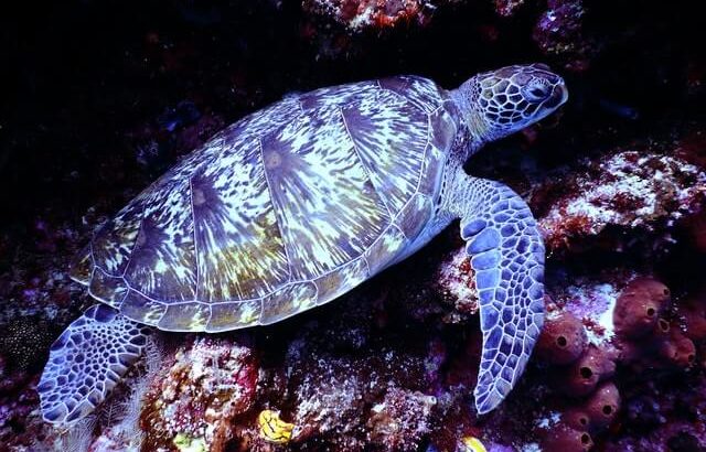 Hawksbill Sea Turtle