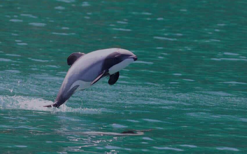 Hector’s Dolphin: Is It Endangered?