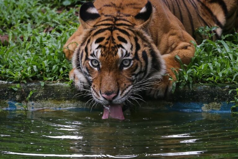 Malayan Tiger: Is This Animal Endangered?