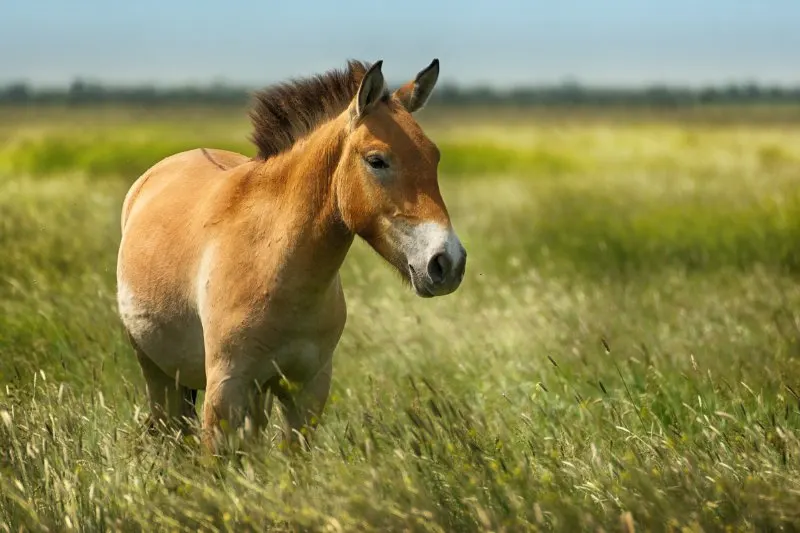 Przewalski’s Horse: Why Is It Endangered?