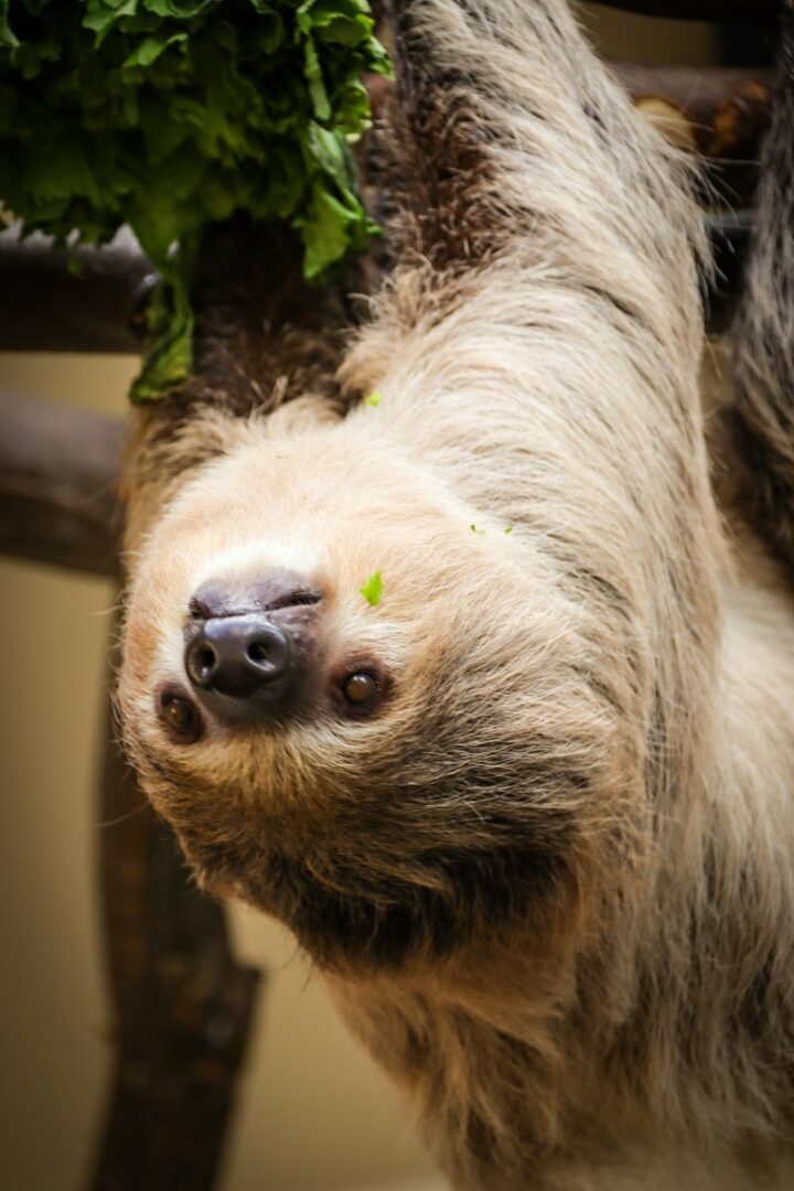 pygmy three toed sloth predators