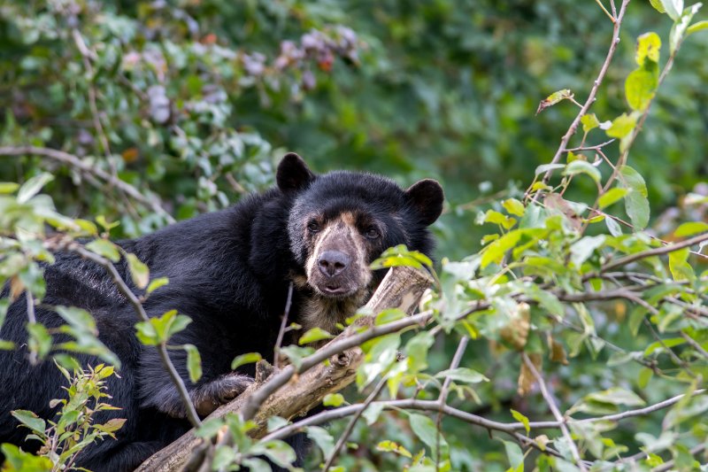 A spectacled bear at the top of a small tree.