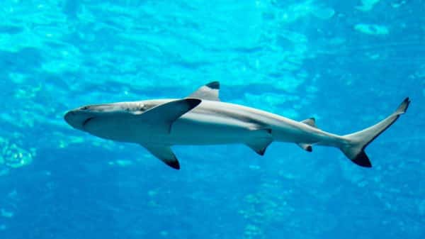 Spinner Shark