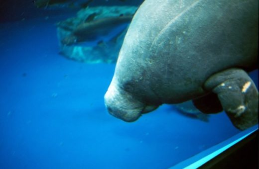 West African Manatee: Is This Animal Endangered?