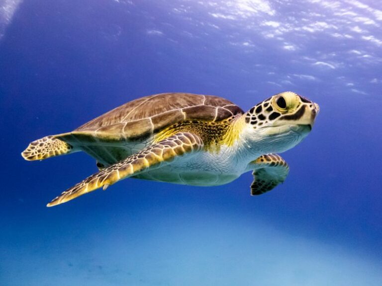 Hawksbill Sea Turtle: Overview & Conservation Efforts