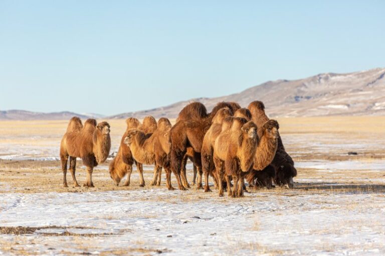 Wild Bactrian Camel: Is This Animal Endangered?