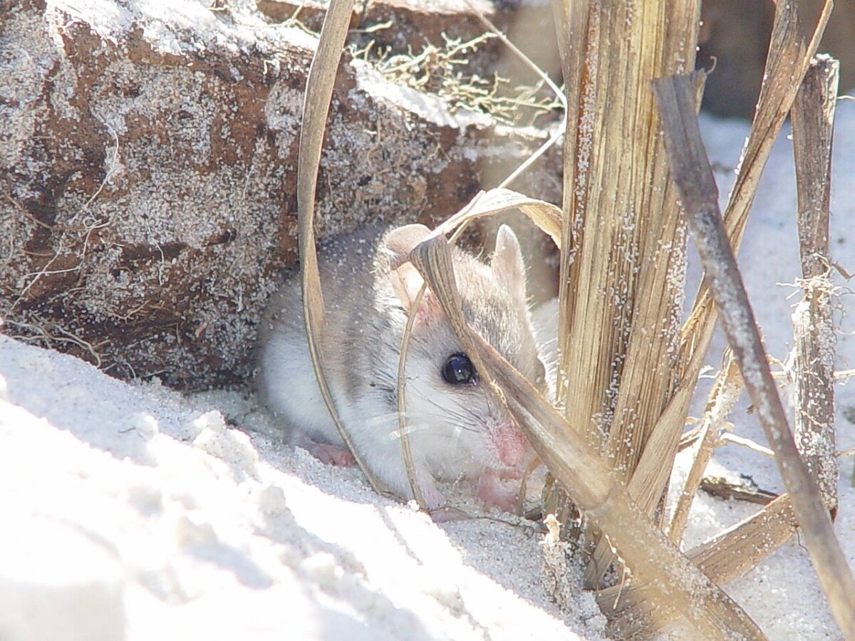 Endangered Anastasia Island Beach Mouse