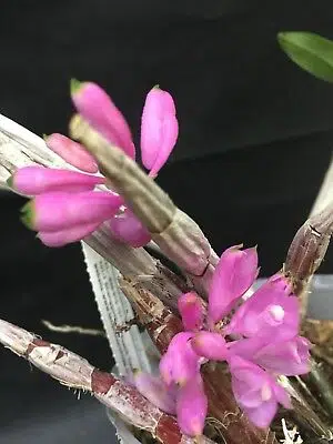 Dendrobium Changjiangense