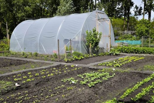 10 Best Greenhouse Plastic Sheets for Protection