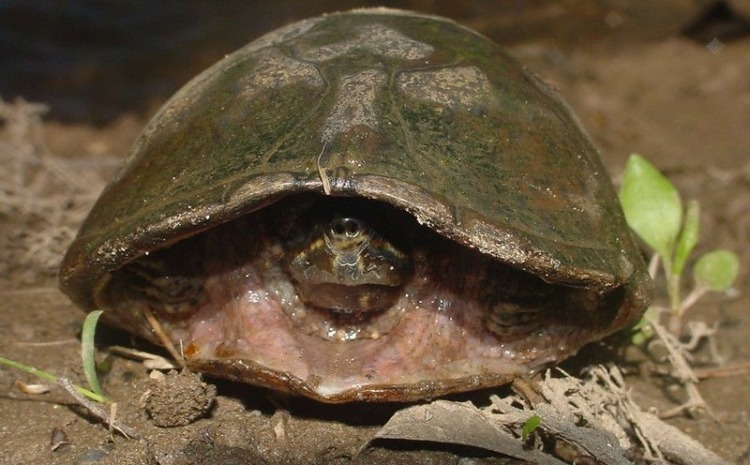 Eastern Musk Turtle