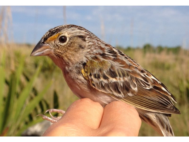 Endangered Florida Grasshopper Sparrow