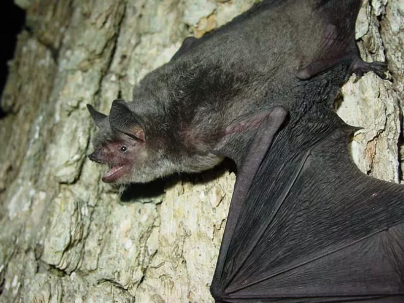 Endangered Gray Bat