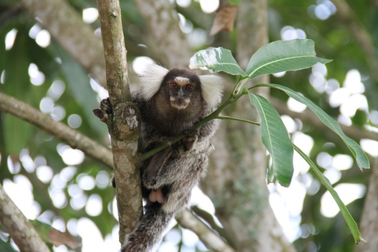 Marmoset monkey