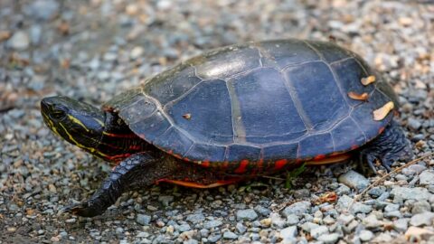 31 Different Types of Turtles Around the World