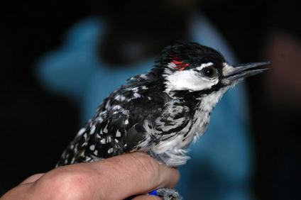 Endangered Red-Cockaded Woodpecker