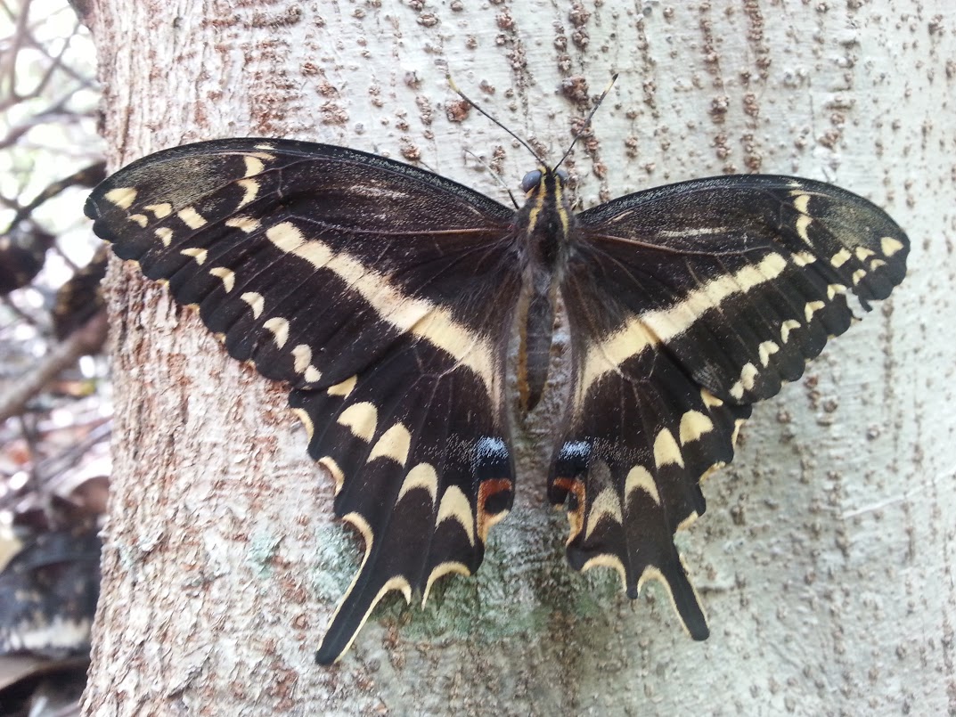 Endangered Schaus Swallowtail Butterfly