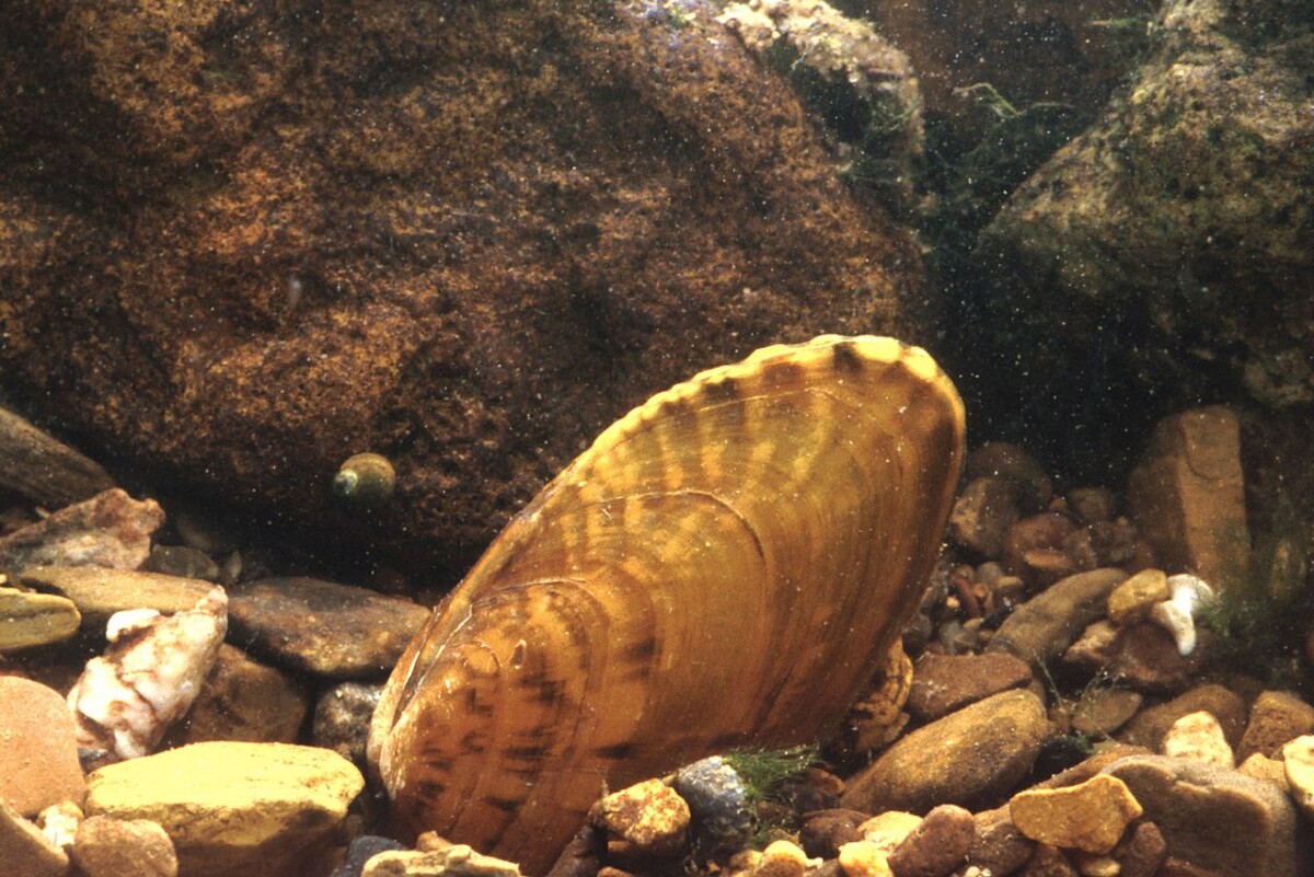 Endangered Southern Kidneyshell