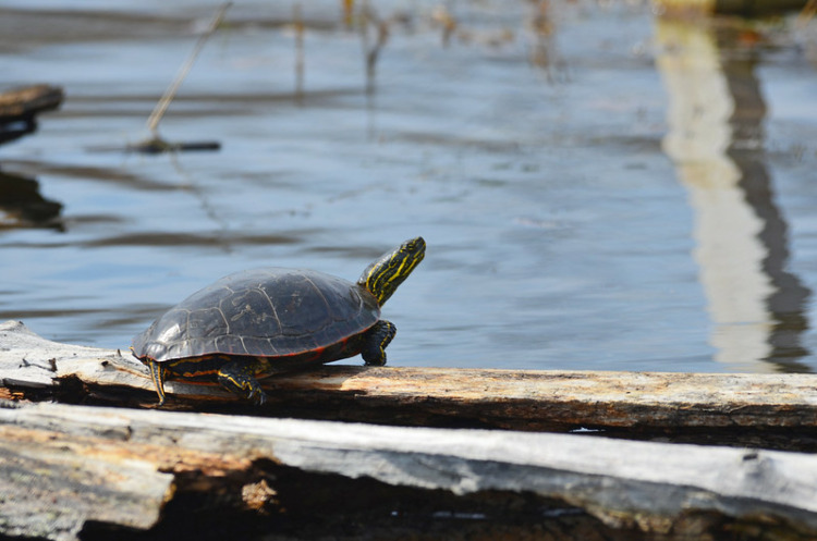 Western Painted Turtles