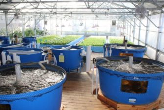 Hydroponics vs Aquaponics: What’s the Difference?