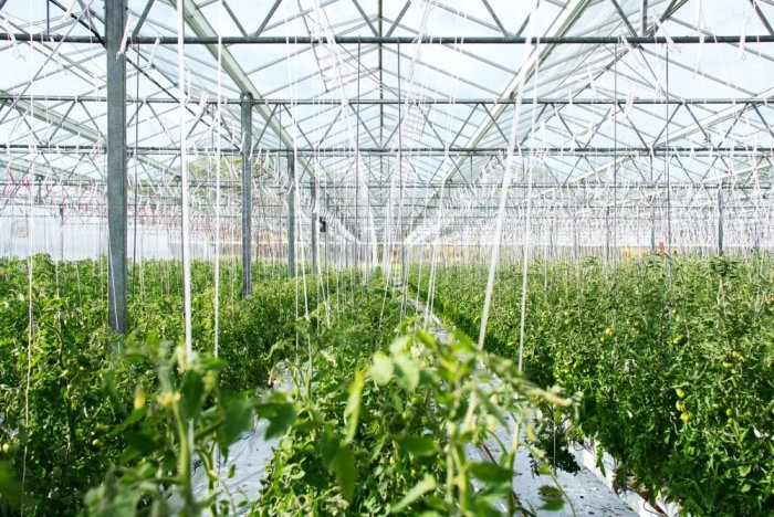 10 Different Types of Greenhouses | Structures and Designs