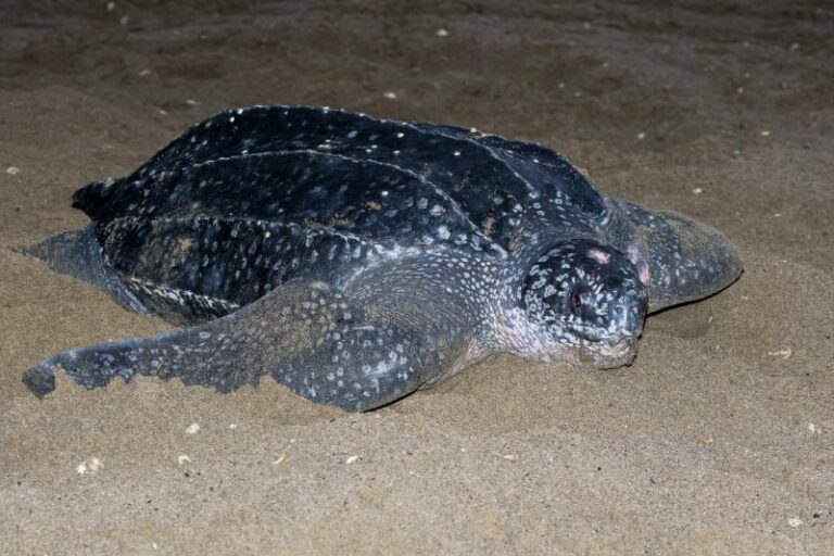 Leatherback Sea Turtle: Why Is It Endangered?