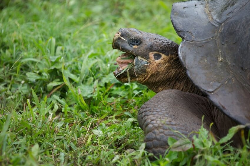 Facebook of a  Giant Tortoise