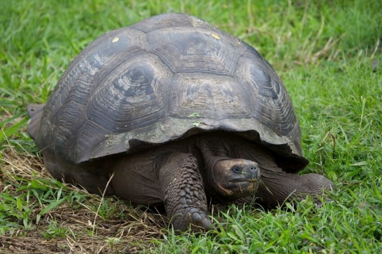 Galapagos Giant Tortoise on Grass