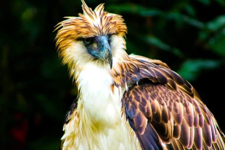 Philippine Eagle: Species Overview, Conservation and Threats