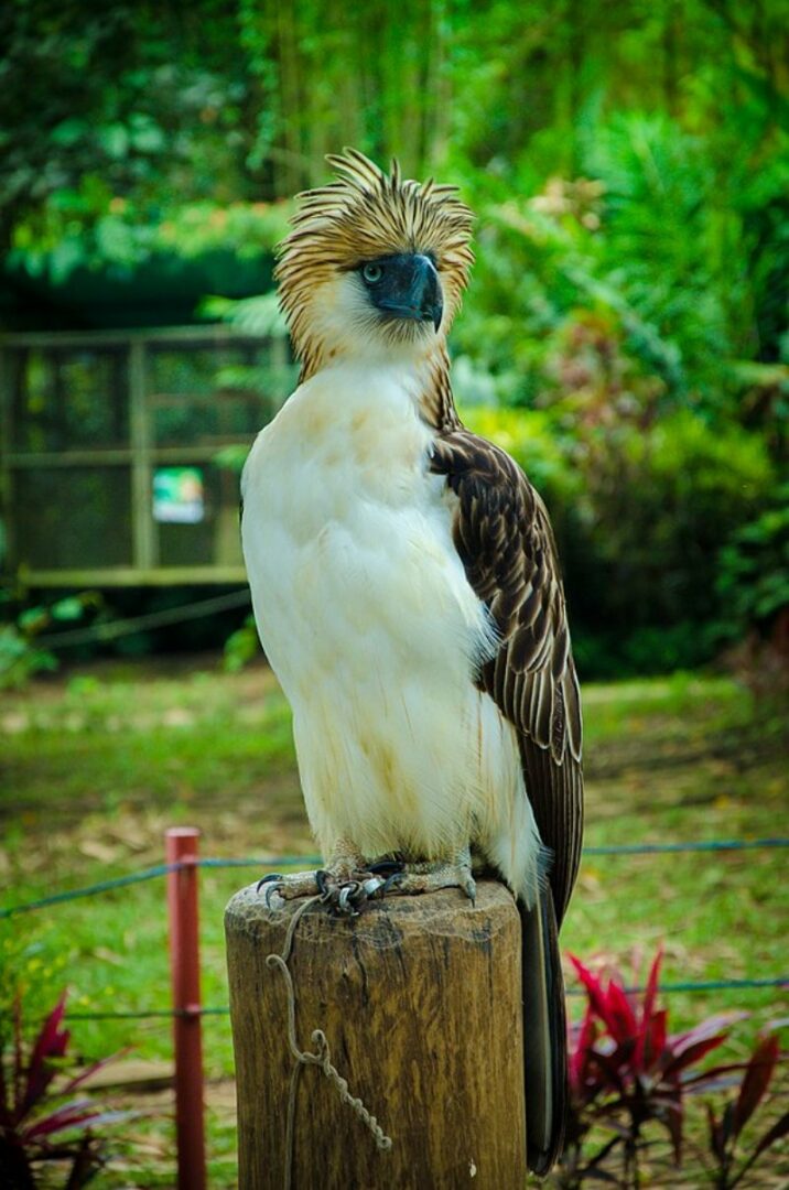 Philippine Eagle: Species Overview, Conservation and Threats