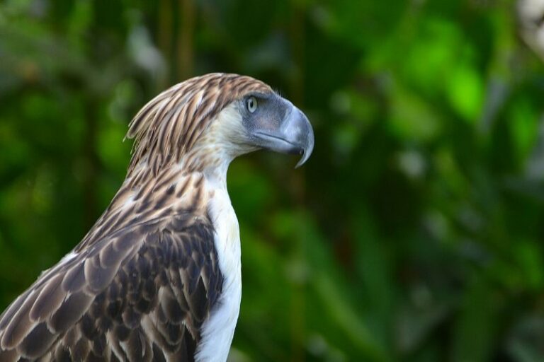 Philippine Eagle: Species Overview, Conservation and Threats