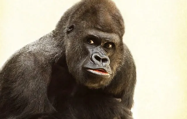 Silverback Gorilla