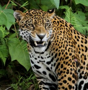 Jaguar: Is This Animal Endangered?