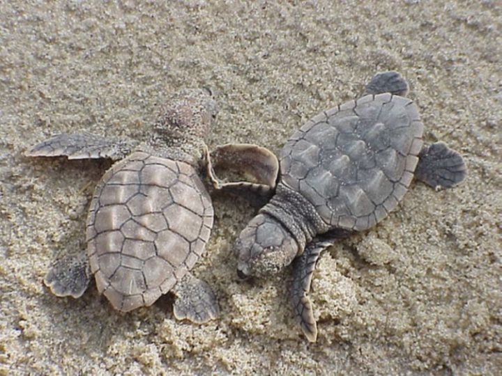 Loggerhead Sea Turtle: Why Is It Endangered?