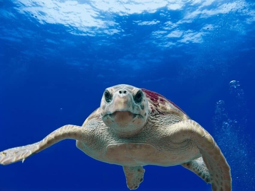 Loggerhead Sea Turtle Why Is It Endangered 