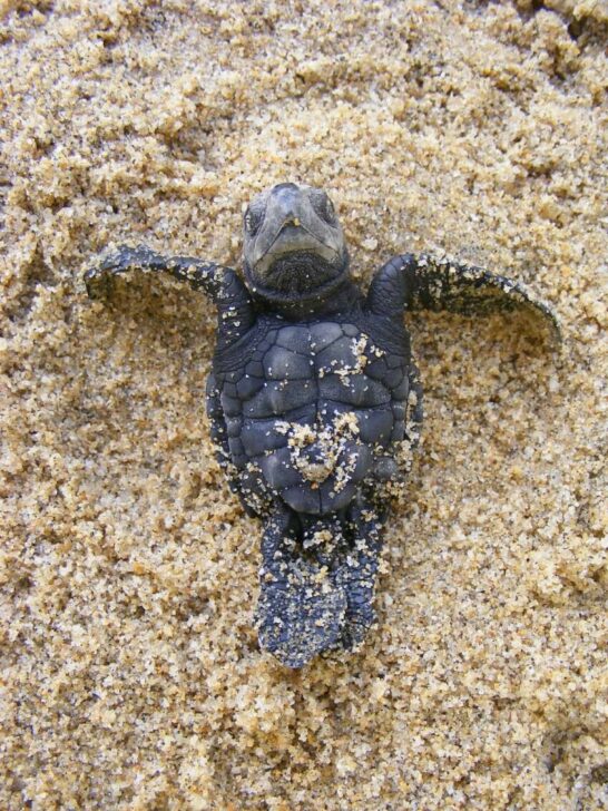 Olive Ridley Sea Turtle: Is This Animal Endangered?