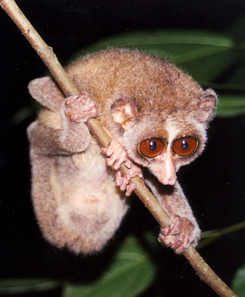 Red Slender Loris Cling on a Tree Branch