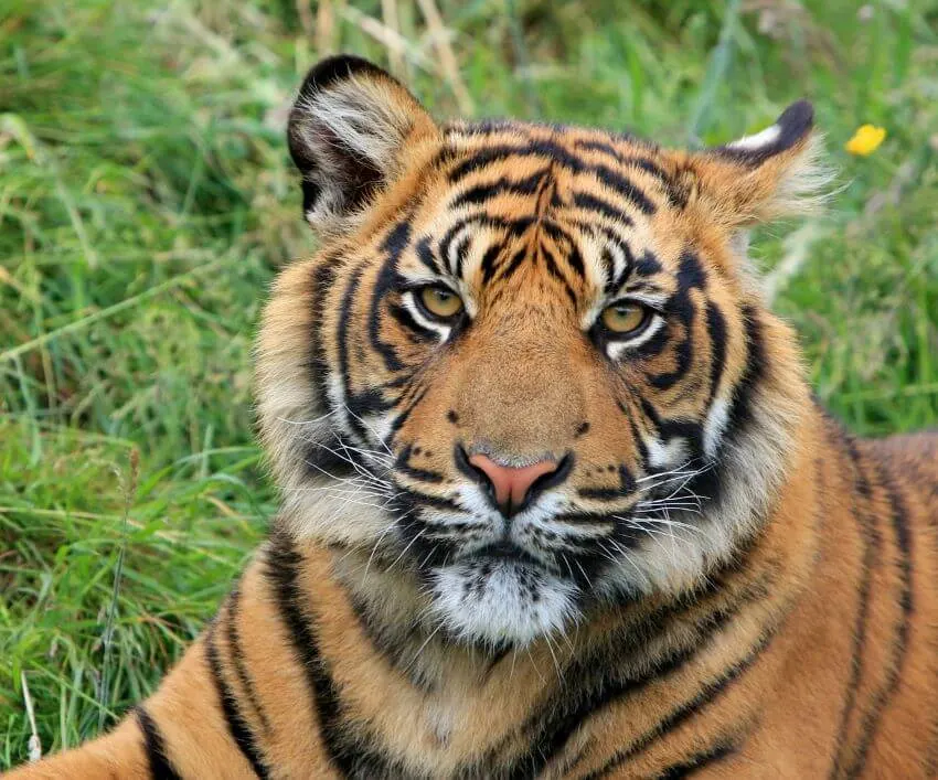 Sumatran Tiger: Why Is It Endangered?