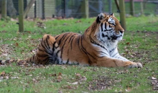 Amur Leopard and Tiger Alliance