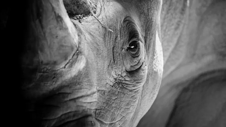 Closeup of Black rhino